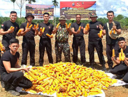 Brimob Sumbar Dukung Swasembada Pangan Lewat Penanaman Jagung Berkelanjutan
