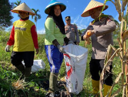 Dukung Ketahanan Pangan, Kapolres Solok Selatan Panen Jagung Bersama Personel