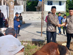 Anggota DPRD Padang Pariaman Ali Husein Barbagi di Hari Raya Idul Adha, Serahkan Satu Ekor Sapi Qurban di Nagari Sikabu