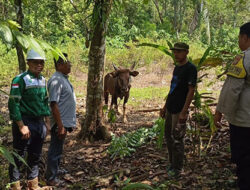 Dari Qurban ke Kolaborasi, Harmoni Warga dan Korporasi di Morowali