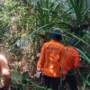 Hutan