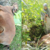 Sapi