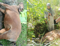 Banyak Sapi Warga Mati Usai Kedatangan Sapi Pokir, Warga Tiga Dusun Menjerit