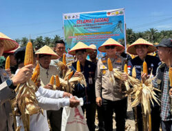 Kapolres Kuansing Panen Perdana 50 Ton Jagung, Wujud Nyata Dukungan Polri terhadap Ketahanan Pangan Nasional