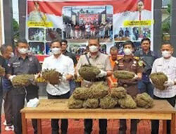 Polres Pasaman Komitmen Berantas  Narkoba, 15 Kg Ganja Dimusnahkan