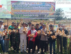 Polsek Logas Tanah Darat Dukung Program Swasembada Pangan, Hadiri Panen Raya Jagung Pipil Bumdes Berkah Makmur Sukaraja