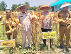 Kapolres Kuansing Dukung Swasembada Pangan Lewat Panen Raya Jagung Pipil di Singingi dan Gunung Toar