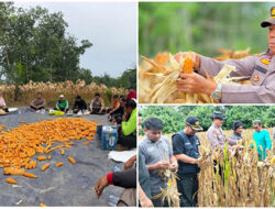 Polres Kuansing Dukung Ketahanan Pangan, Dua Kecamatan Laksanakan Panen Jagung Pipil di Lahan BUMDes