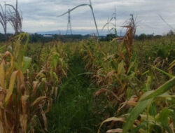 Proyek Nasional Gagal Total, Jagung Program Ketahanan Pangan di Tangerang Membusuk