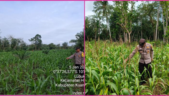 Kapolres Kuansing: Polri Dukung Penuh Program Swasembada Pangan Nasional 2026
