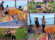 Polsek Kuantan Mudik Laksanakan Panen Perdana Jagung Pipil Dukung Ketahanan Pangan Tahun 2026