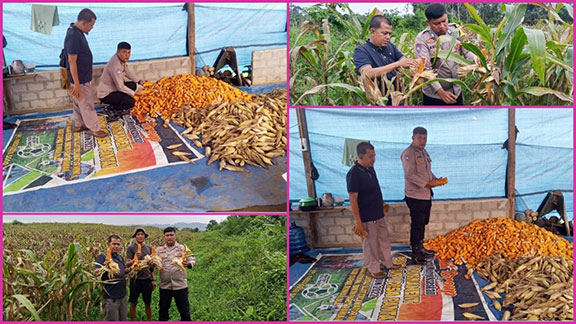 Polsek Kuantan Mudik Laksanakan Panen Perdana Jagung Pipil Dukung Ketahanan Pangan Tahun 2026