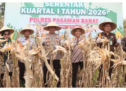 Polres Pasaman Barat Panen Jagung Serentak, Perkuat Swasembada Pangan Nasional 2026