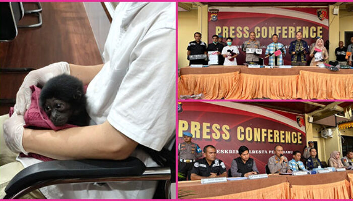 Polisi Bongkar Jual Beli Satwa Dilindungi di Riau, Owa Dijual Rp 10 Juta