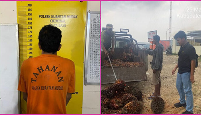 Polsek Kuantan Mudik Berhasil Ungkap Kasus Pencurian Sawit, Satu Pelaku Diamankan