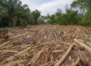 Asal-usul Kayu Gelondongan di Banjir Sumatera Diselidiki, Polisi Temukan Bekas Gergaji Mesin