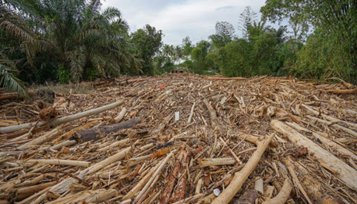 Asal-usul Kayu Gelondongan di Banjir Sumatera Diselidiki, Polisi Temukan Bekas Gergaji Mesin