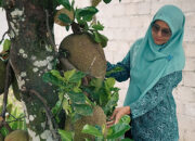 Kebun Nangka di Halaman Berubah Jadi Cuan