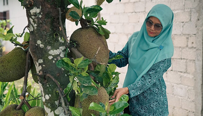 Kebun Nangka di Halaman Berubah Jadi Cuan