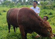 Sapi Kurban Presiden untuk Solok Selatan Berbobot 882 Kilogram
