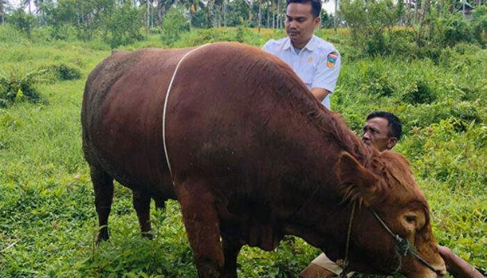 Sapi Kurban Presiden untuk Solok Selatan Berbobot 882 Kilogram