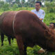 Sapi Kurban Presiden