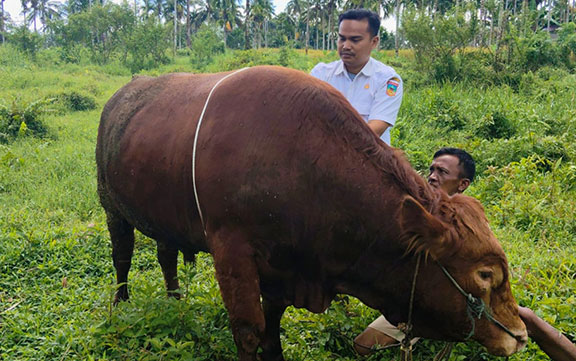 Sapi Kurban Presiden
