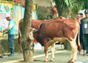 Pemkab Solsel Kurban 47 Sapi dan 3 Kambing, Masyarakat Bisa Nikmati