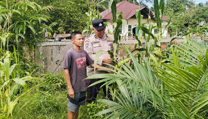 Polsek Hulu Kuantan Cek Perkembangan Tanaman Jagung Ketahanan Pangan di Desa Tanjung