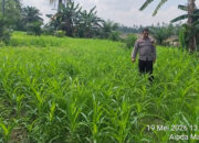 Polisi Cinta Petani Polsek Pangean Cek Perkembangan Tanaman Jagung di Desa Padang Kunik