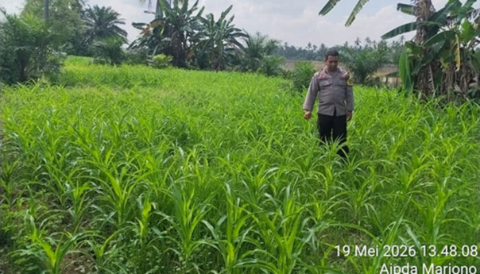 Polisi Cinta Petani Polsek Pangean Cek Perkembangan Tanaman Jagung di Desa Padang Kunik