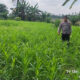 Polisi Petani