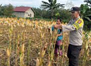 Polsek Kuantan Tengah Tinjau Ketahanan Pangan Jagung Pipil di Desa Koto Teluk Kuantan