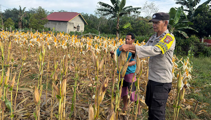Polsek Kuantan Tengah Tinjau Ketahanan Pangan Jagung Pipil di Desa Koto Teluk Kuantan