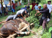 Polres Kepulauan Mentawai Sembelih 3 Ekor Sapi Qurban, Kapolres: Distribusi Kita Perluas hingga Wilayah Sulit Dijangkau