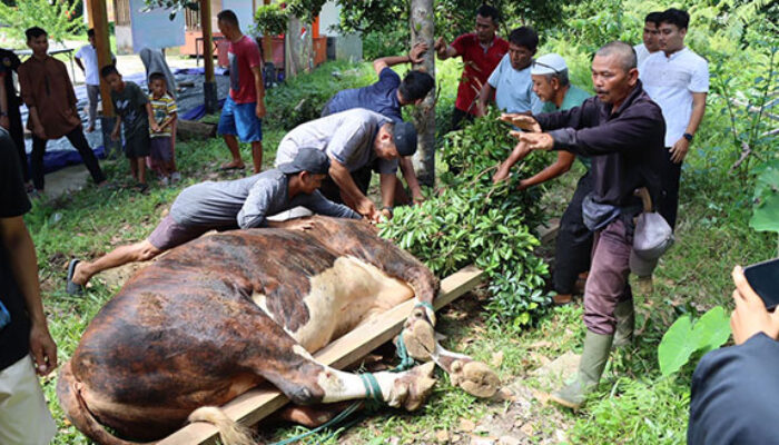 Polres Kepulauan Mentawai Sembelih 3 Ekor Sapi Qurban, Kapolres: Distribusi Kita Perluas hingga Wilayah Sulit Dijangkau