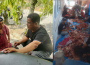 Semangat Berkurban Menggema di Rimbo Sariak, Masjid Nurul Islam Sembelih 7 Ekor Sapi dan 1 Ekor Kambing