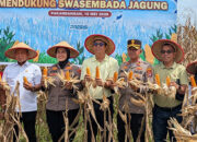 Aprinaldi Hadiri Panen Raya Jagung Serentak di Pakandangan, Tegaskan Komitmen Ketahanan Pangan Padang Pariaman