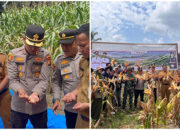 Panen Raya Jagung Pipil Tahap II Polres Kuansing, Kolaborasi Perkuat Ketahanan Pangan Nasional