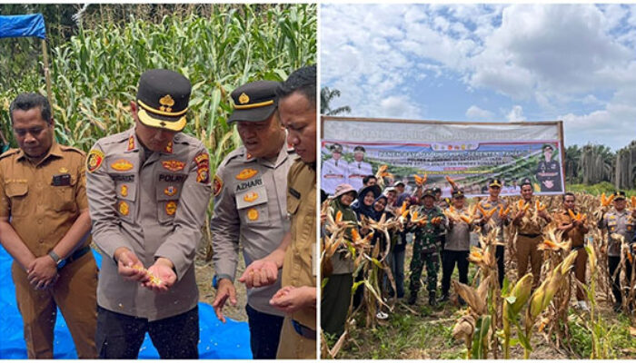 Panen Raya Jagung Pipil Tahap II Polres Kuansing, Kolaborasi Perkuat Ketahanan Pangan Nasional