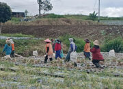 Solok Penghasil Bawang Merah Nomor Satu, Tanah Harapan Ribuan Pekerja