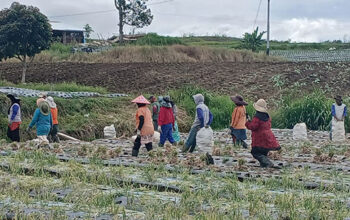 Solok