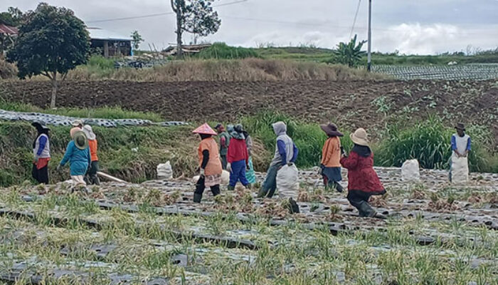 Solok Penghasil Bawang Merah Nomor Satu, Tanah Harapan Ribuan Pekerja
