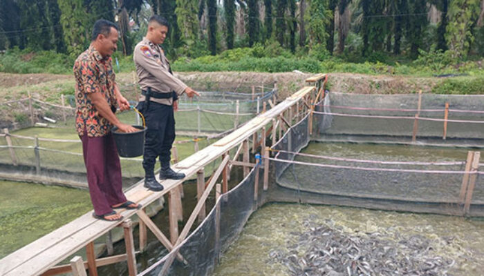 Dukung Program Asta Cita Presiden, Bhabinkamtibmas dan Pemdes Sumber Datar Cek Perkembangan Kolam Lele “Sukses Bersama”