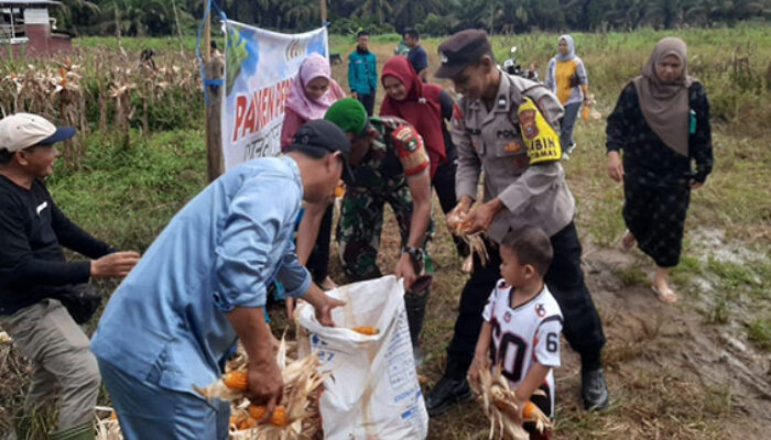 Dukung Ketahanan Pangan, Bhabinkamtibmas Desa Tanjung Pauh Bantu Kegiatan Panen Jagung Pipil