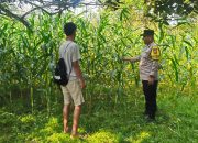 Polsek Hulu Kuantan Cek Perkembangan Jagung Ketahanan Pangan di Desa Sungai Alah, Dukung Swasembada Pangan 2026