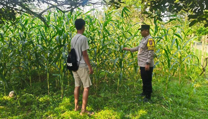 Polsek Hulu Kuantan Cek Perkembangan Jagung Ketahanan Pangan di Desa Sungai Alah, Dukung Swasembada Pangan 2026
