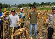 Polres Kuansing Dukung Swasembada Pangan, Panen 500 Kilogram Jagung Pipil di Desa Koto Baru