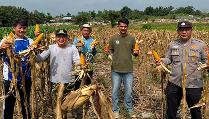 Polres Kuansing Dukung Swasembada Pangan, Panen 500 Kilogram Jagung Pipil di Desa Koto Baru