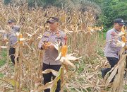 Panen Raya Jagung di Desa Aur Duri, Polsek Kuantan Mudik Dukung Swasembada Pangan 2026